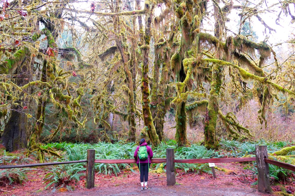 Olympic National Park – An Enchanted&nbsp;Forest
